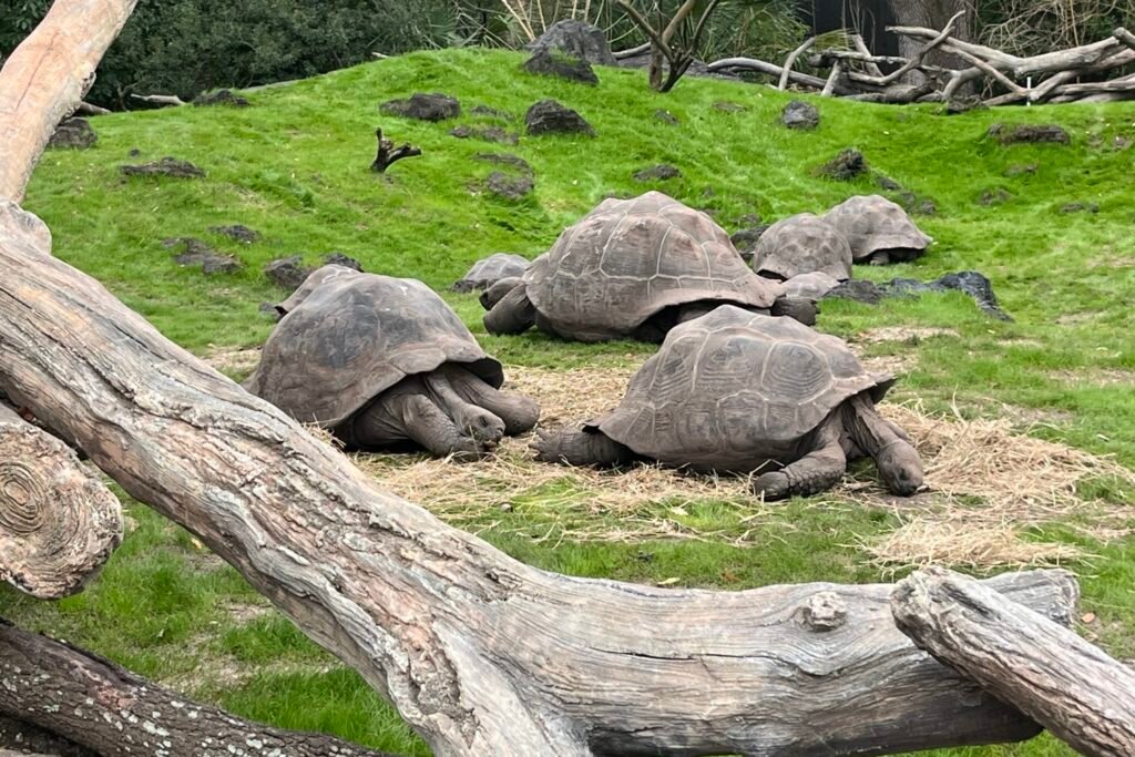 The Tortoises in the Galapagos Exhibit at the Houston Zoo