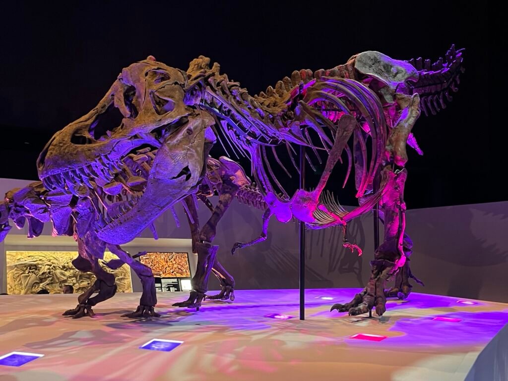 Dinosaur Fossil at the Houston Museum of Natural Science