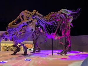 Dinosaur Fossil at the Houston Museum of Natural Science