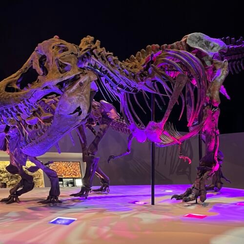 The Houston Museum of Natural Science – What to Know Before Your Visit