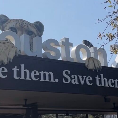 The Houston Zoo – What to Know Before Visiting the 2nd Busiest Zoo in the U.S.