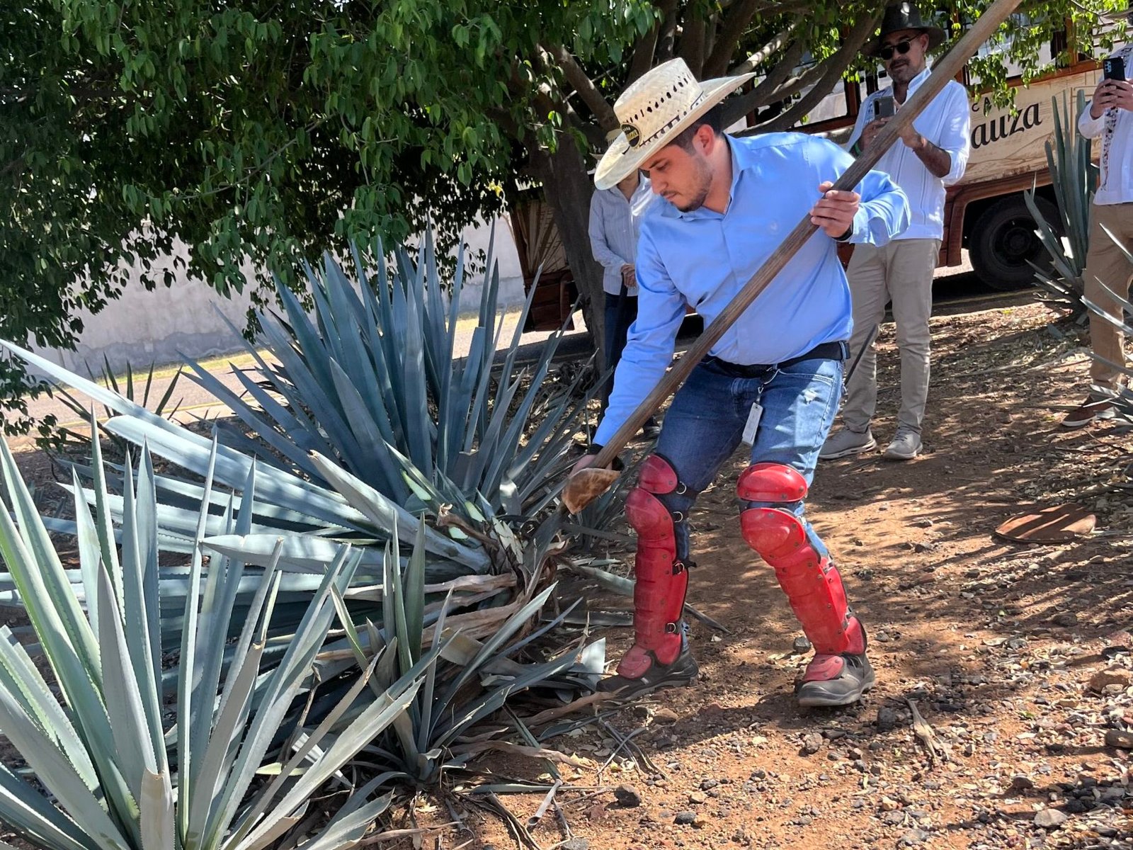 A jimador harvests an agave Pina during the Casa Sauza Tour